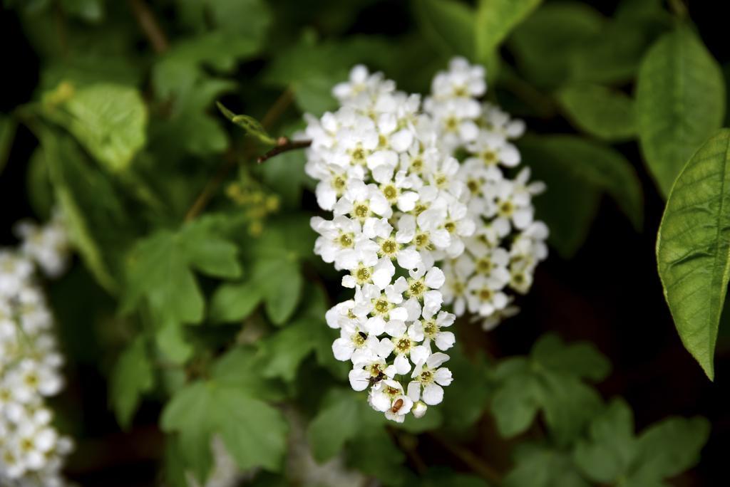 Buitenplaats Gerner Dalfsen Dış mekan fotoğraf